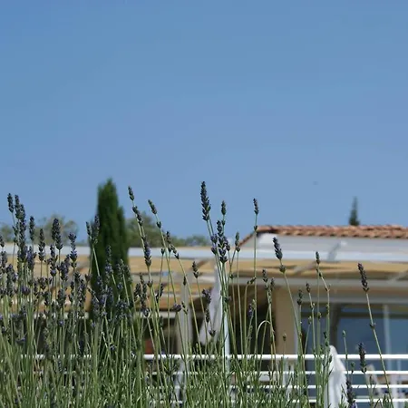 Nazar, Lavanta, Kalkan